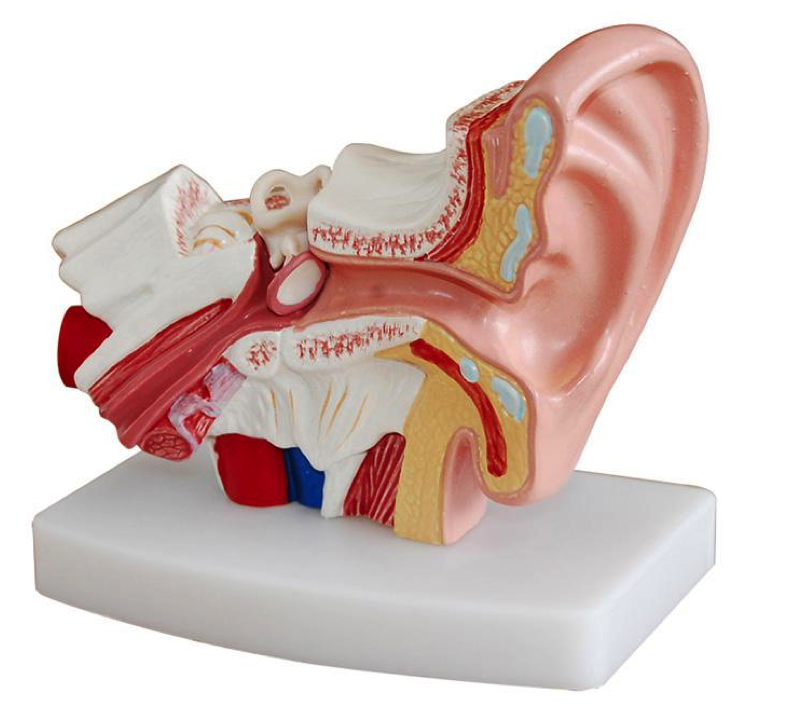 visual representation of the human ear for ear wax removal purposes